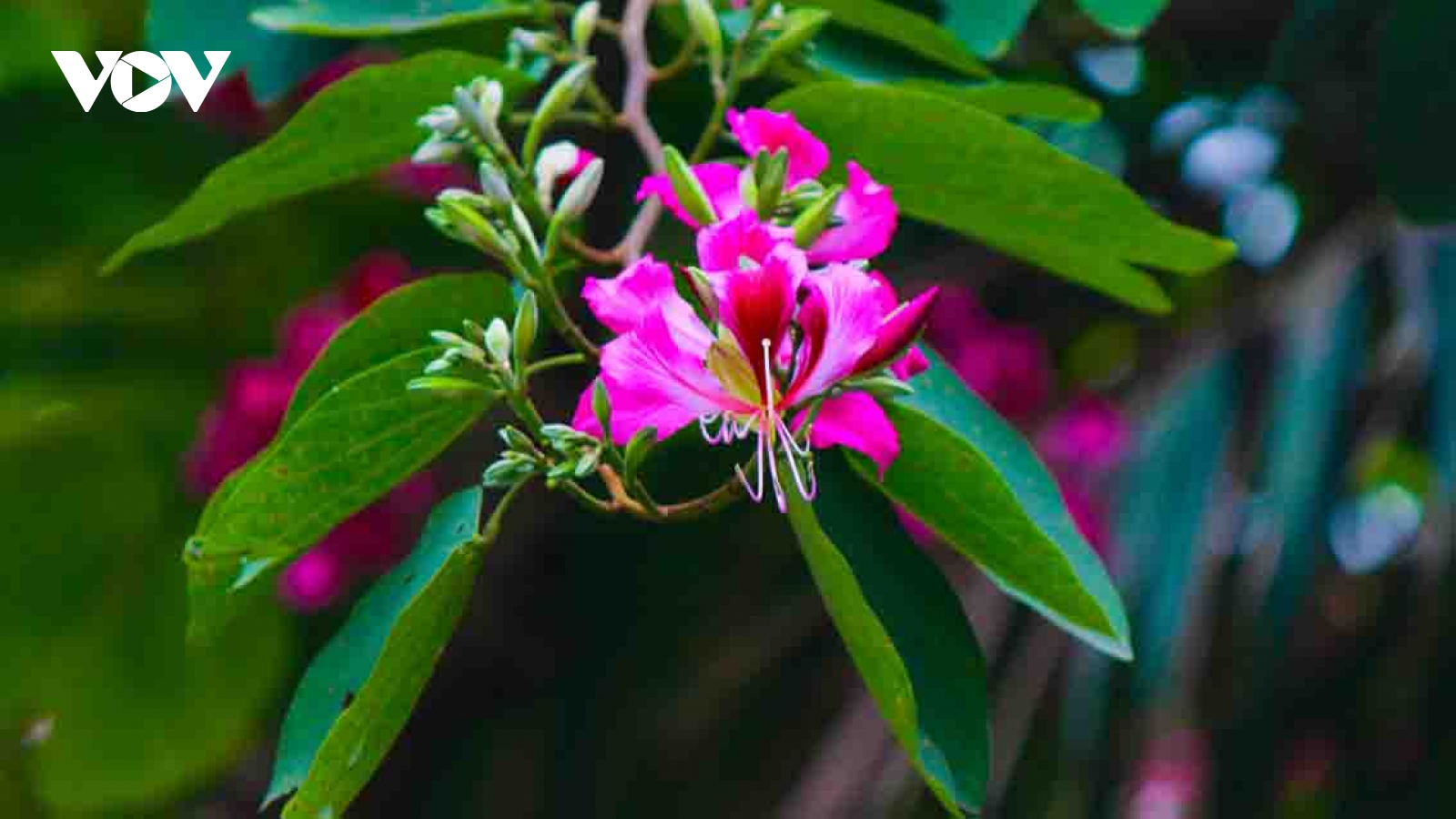 Streets of Hanoi welcome arrival of Hoa Ban blossoms